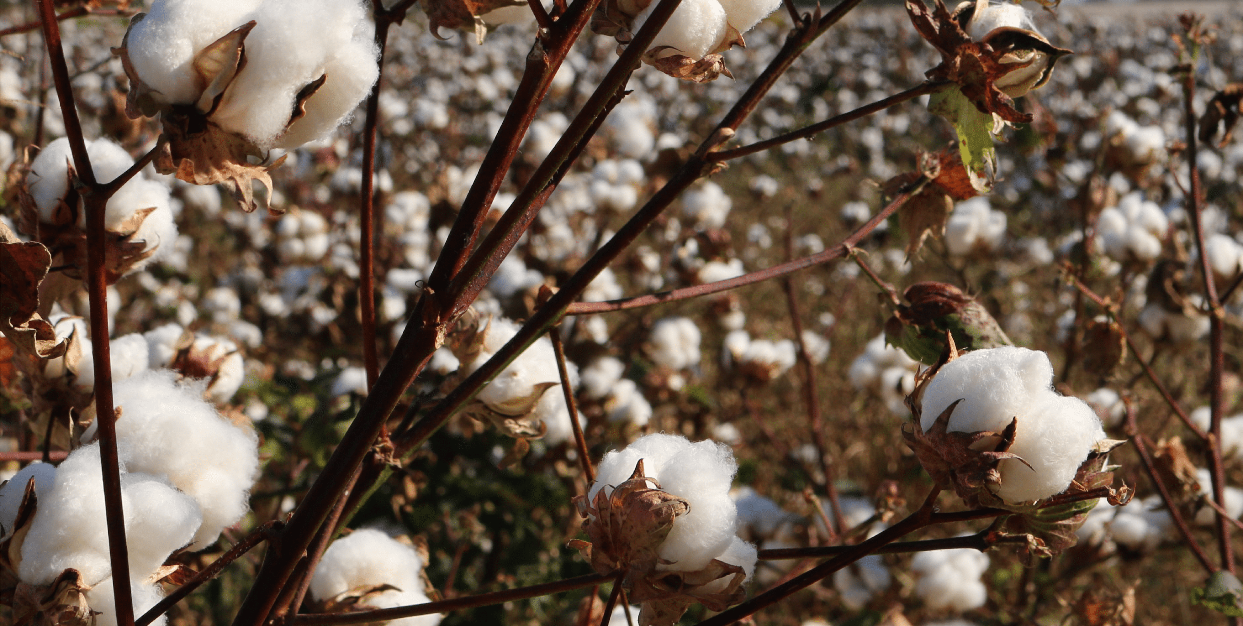 The Importance of Choosing Organic Cotton Clothing - The QT