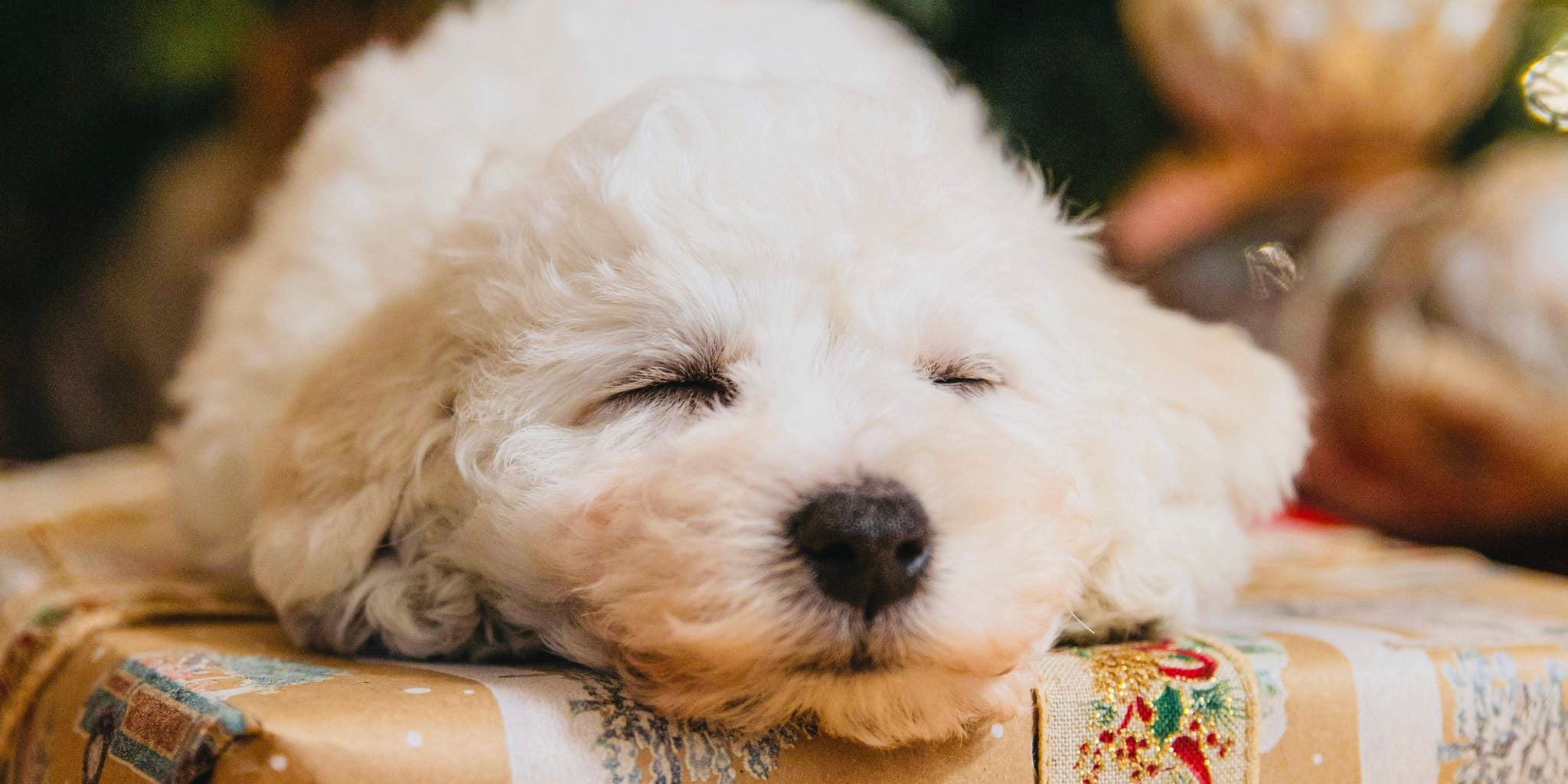 Eco-Friendly & Plastic-Free Gifts for Kids Who Love Animals