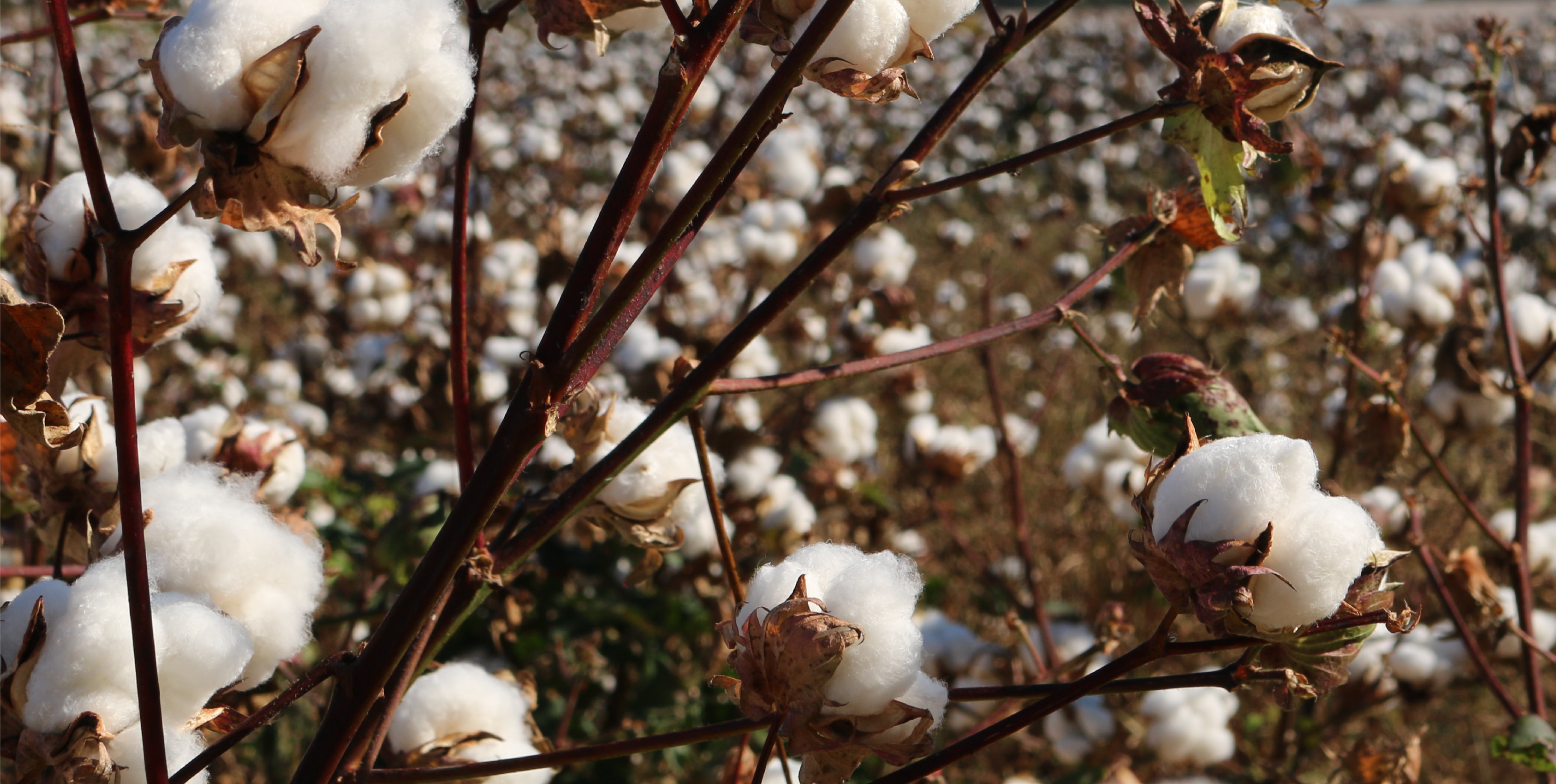The Importance of Choosing Organic Cotton Clothing