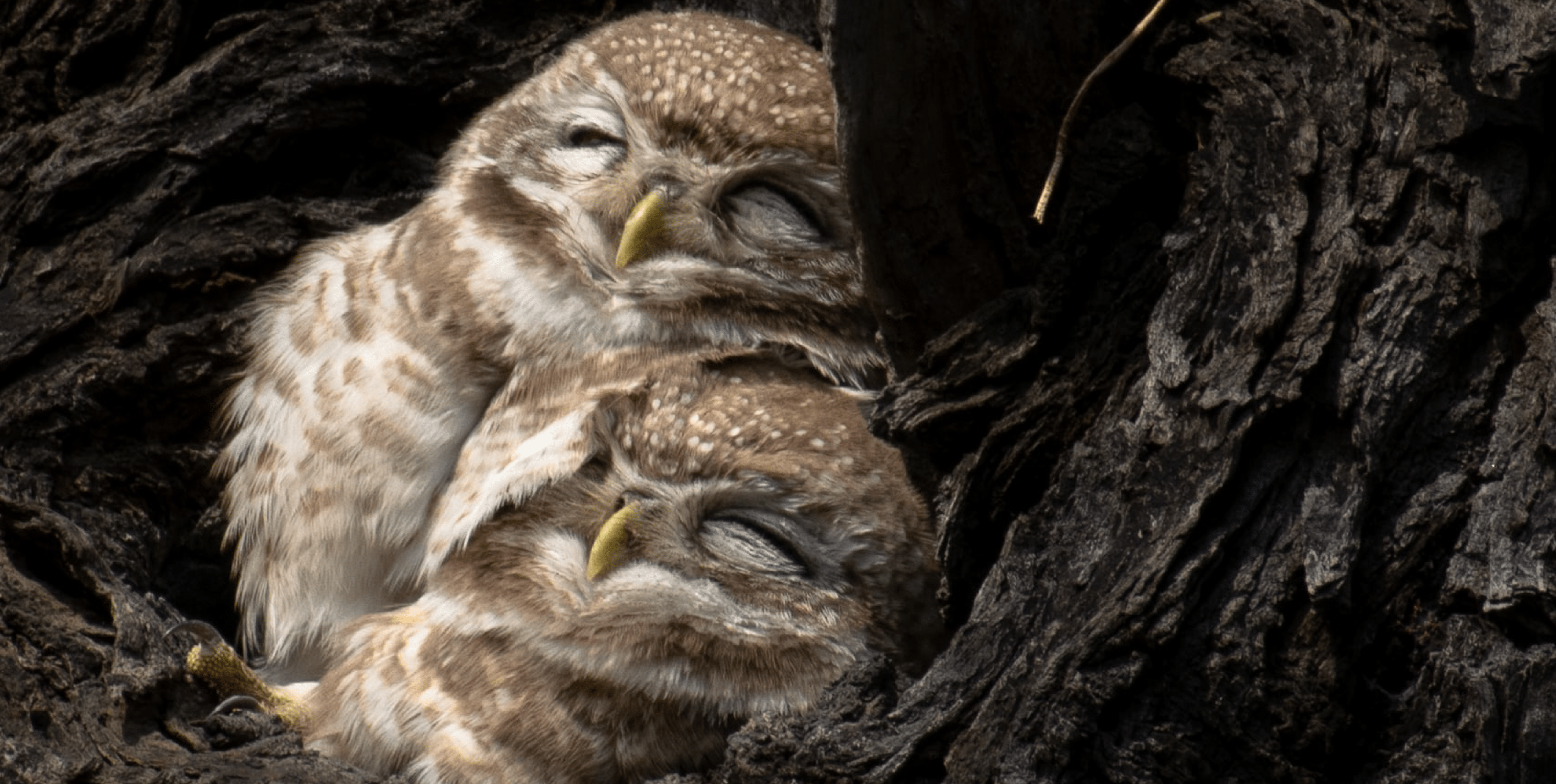 Watching cute animals is great for your health - The QT